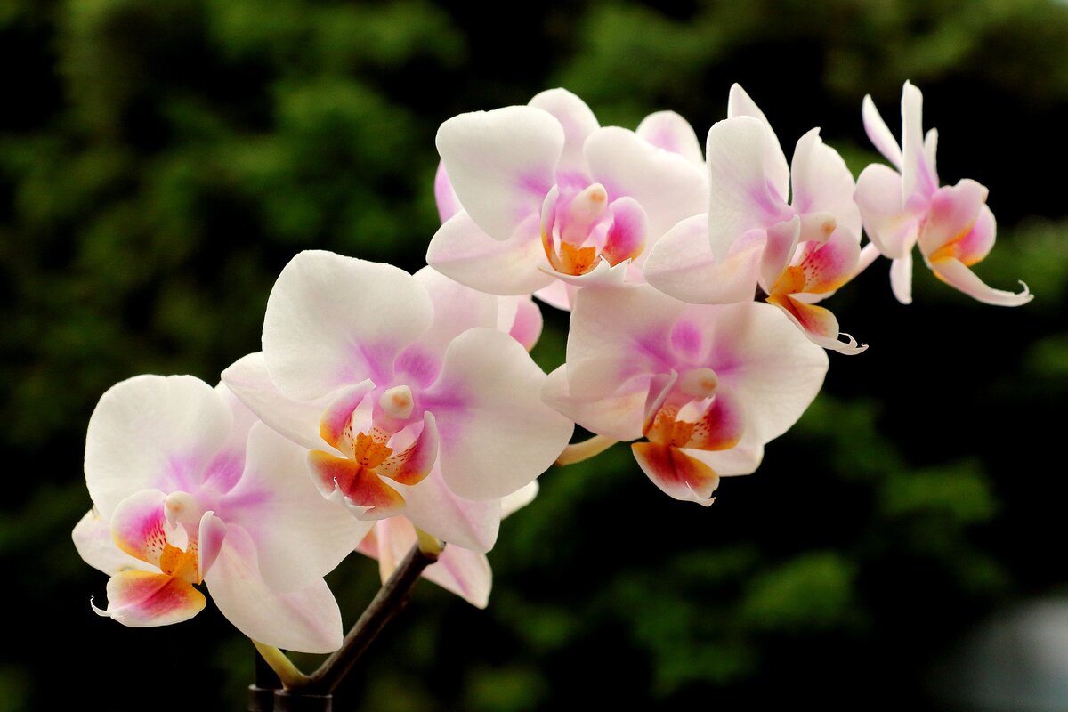 Orchidea miluje túto prísadu. Pomôže jej zotaviť sa aj po silnom preliatí.