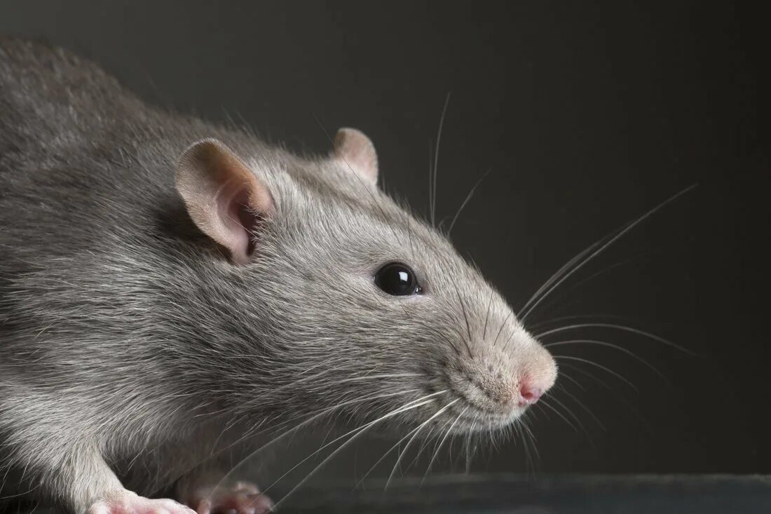 Navždy zabudnú cestu: čo dať do pivnice na ochranu pred myšami a potkanmi – najlepšia ochrana