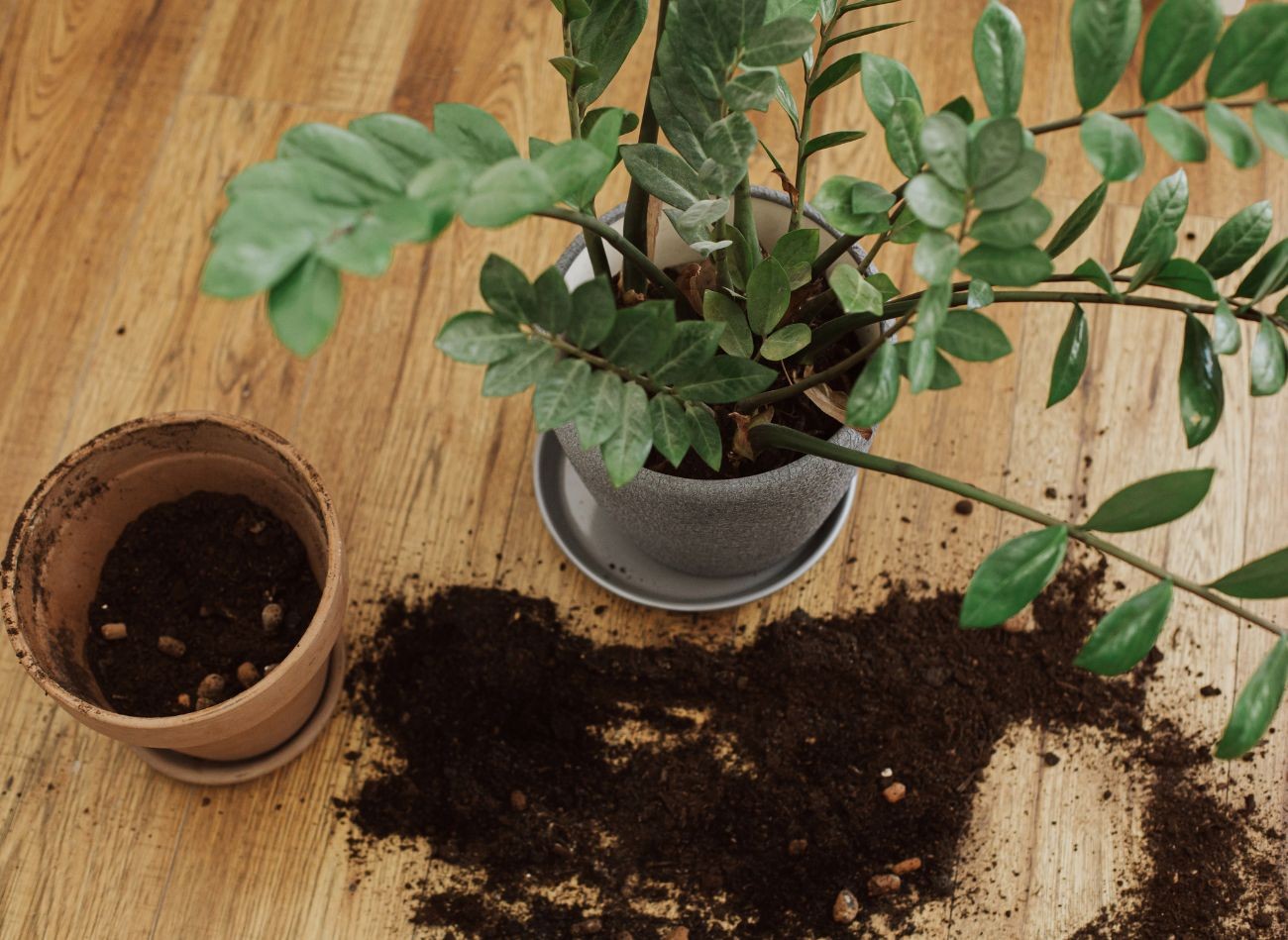 Je to najlepší spôsob, ako sa zbaviť múch. Posypte nimi kvetináč a problém s lietajúcimi múchami bude vyriešený