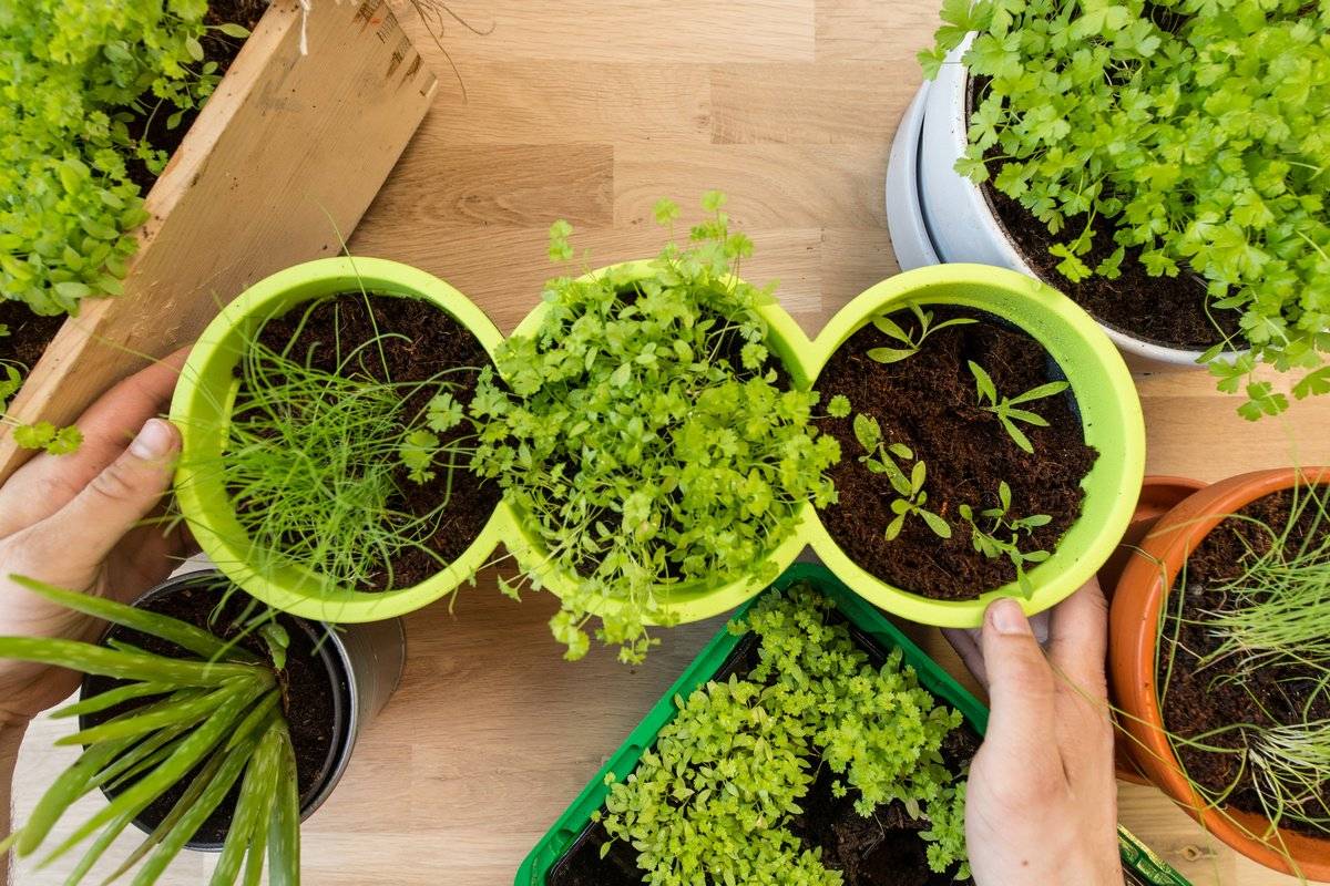 Ktorých sedem aromatických rastlín rastie v tieni (a na malom priestore)?