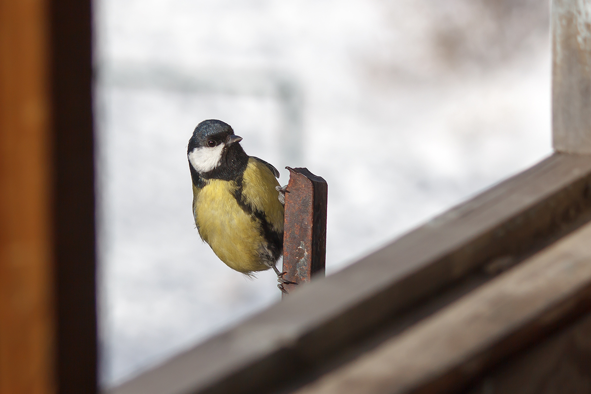 Prečo vrabce klopú na sklo? Zaveste im kŕmidlo vo vhodnej výške a hodte im nejaké dobroty