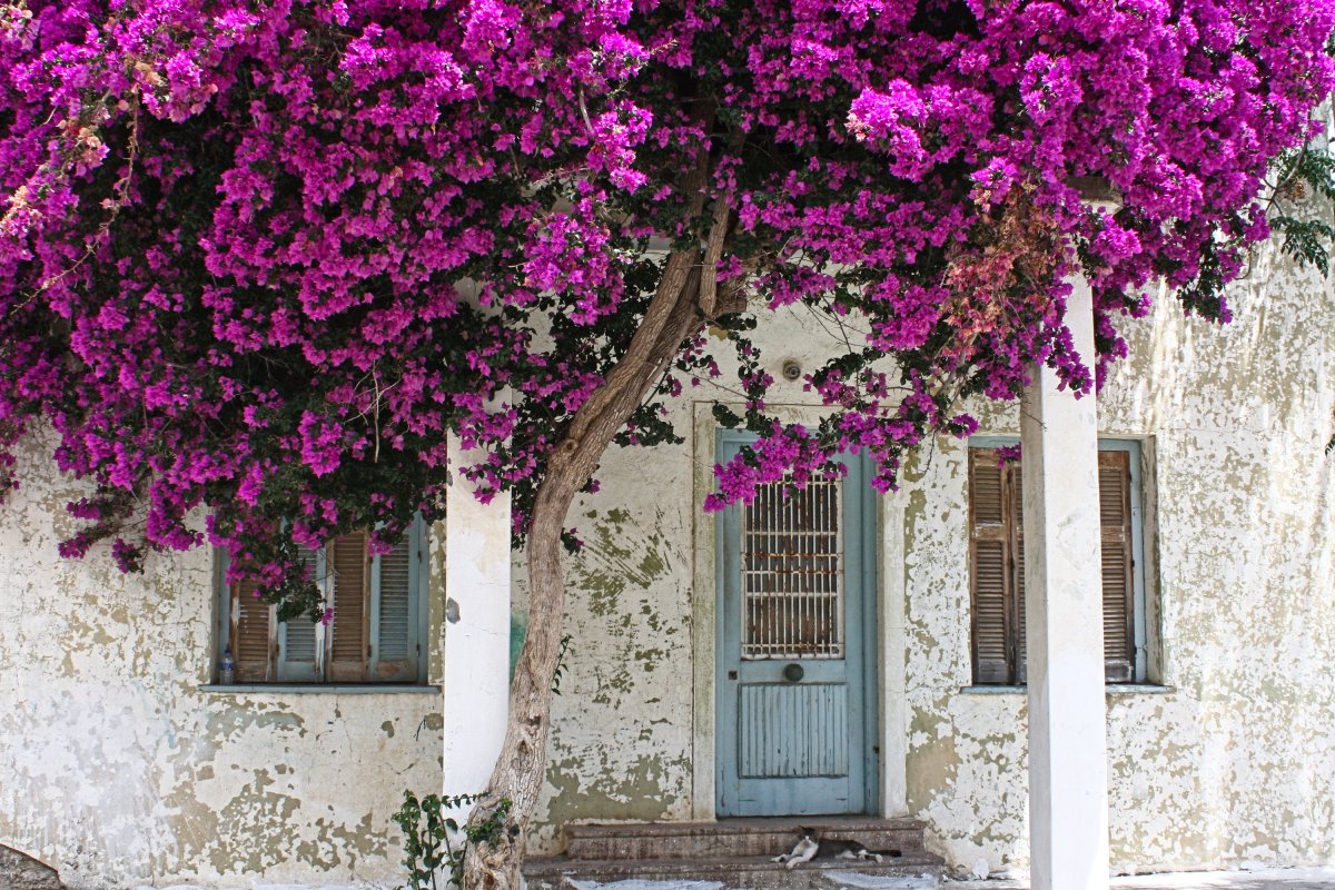 Ideálny strom na oživenie farieb v minizáhrade alebo na balkóne