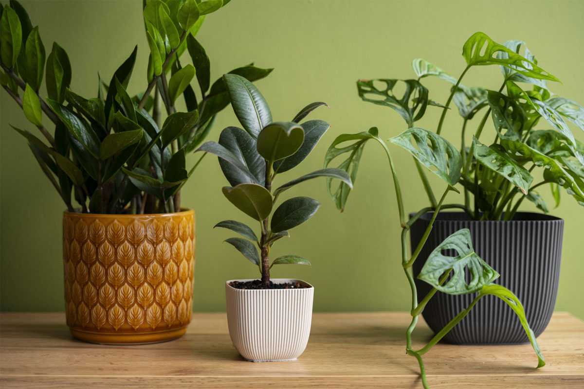 Táto rastlina vám pomôže vyčistiť vzduch v domácnosti, podľa údajov NASA