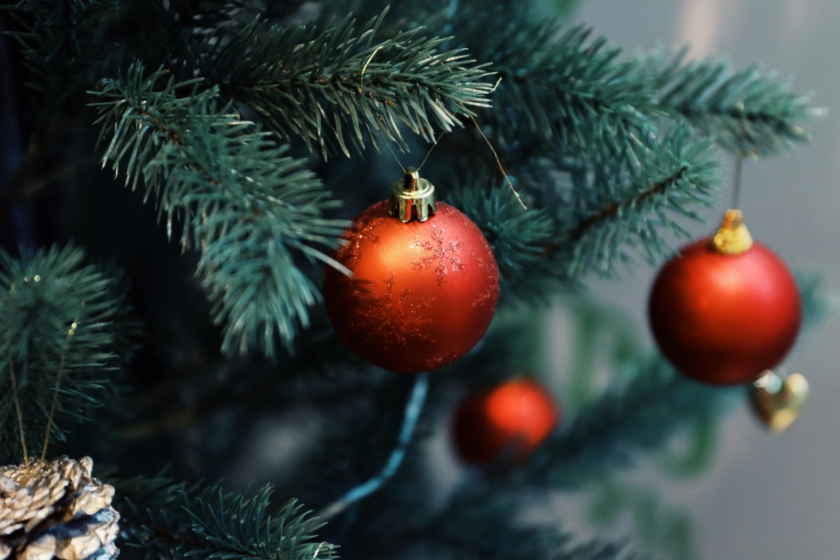 Toto je spoľahlivý spôsob, ako vybrať ten najlepší pravý vianočný stromček