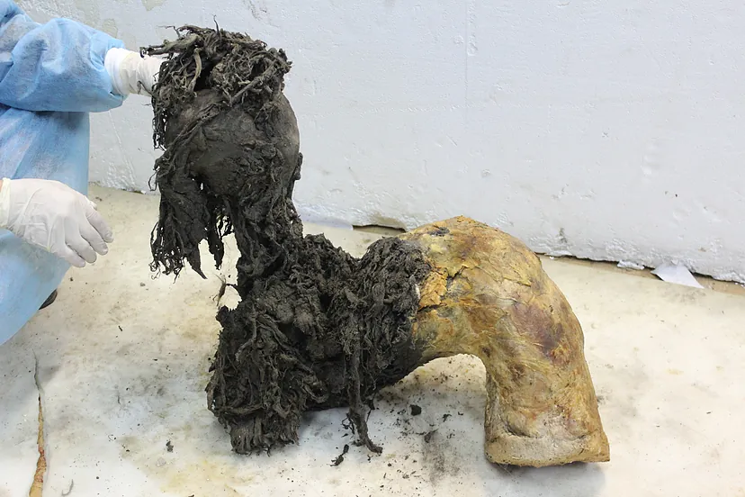 Mamut, ktorý zahynul pred 39 000 rokmi v dôsledku útoku jaskynných levov, umožnil získať najstaršiu RNA, ktorá bola doteraz izolovaná