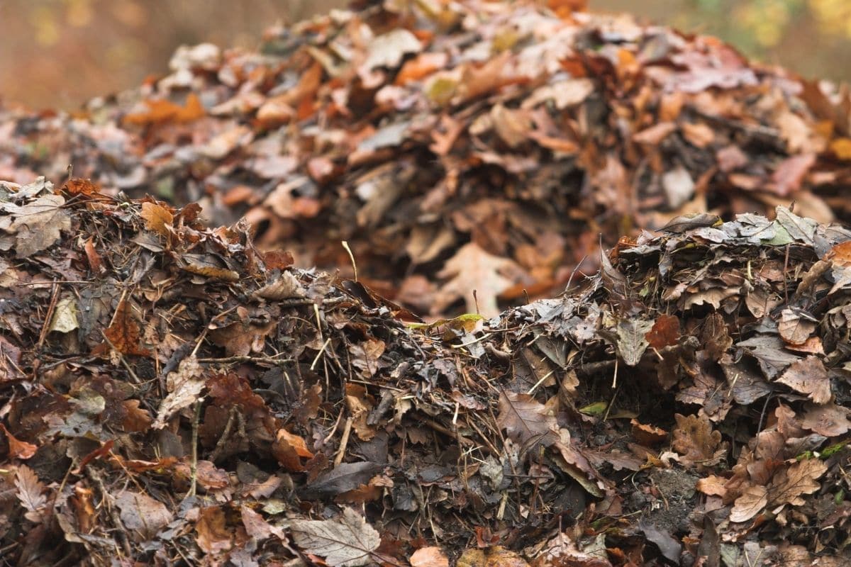 Tento starodávny japonský zvyk premení opadané lístie na zlato pre vašu pôdu