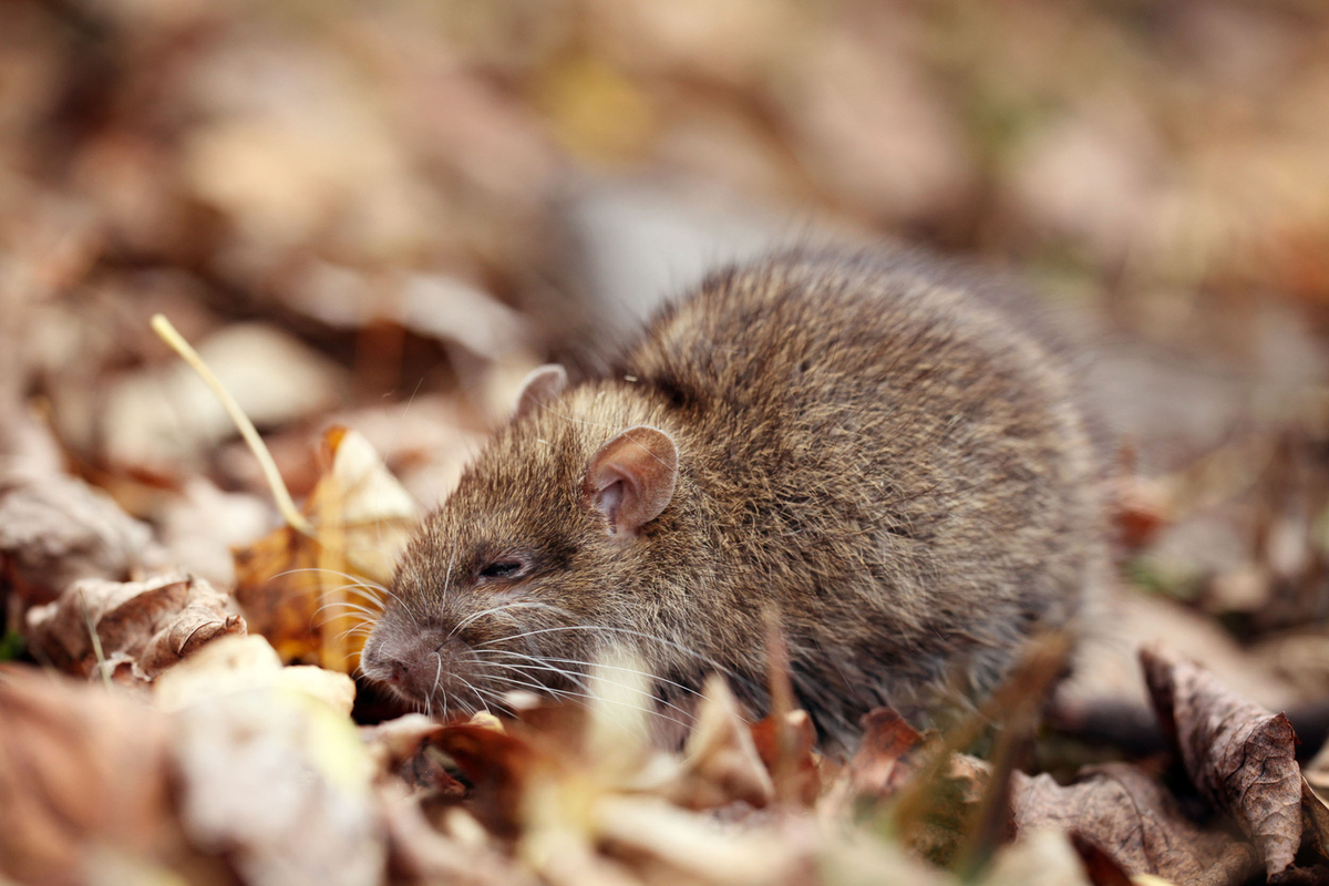 Rozložte ich na viacerých miestach v záhrade. Potkany prestanú budovať svoje úkryty