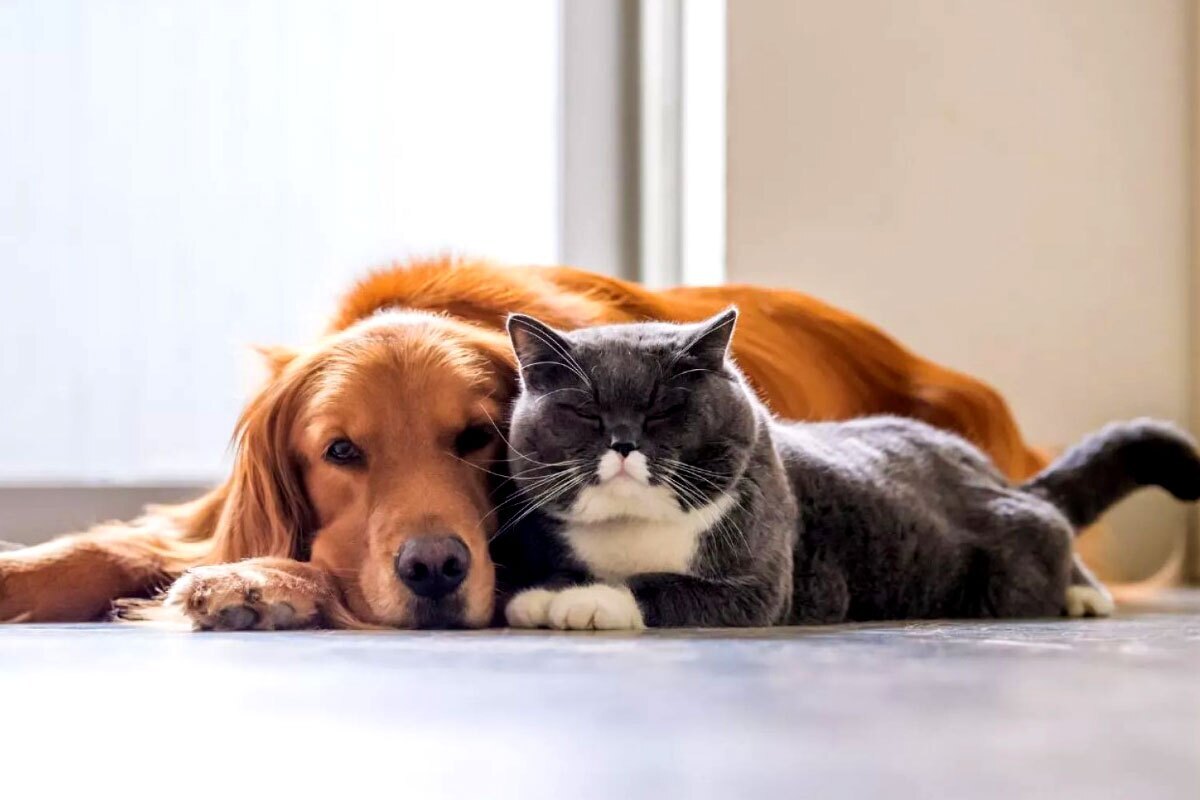 Oznámenie veterinárov pre ľudí, ktorí majú doma psov a mačky