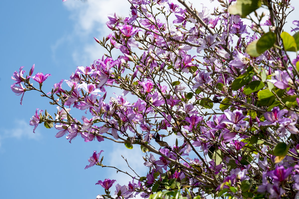 Orchidejové stromček: kvitne v zime a v lete poskytuje tieň