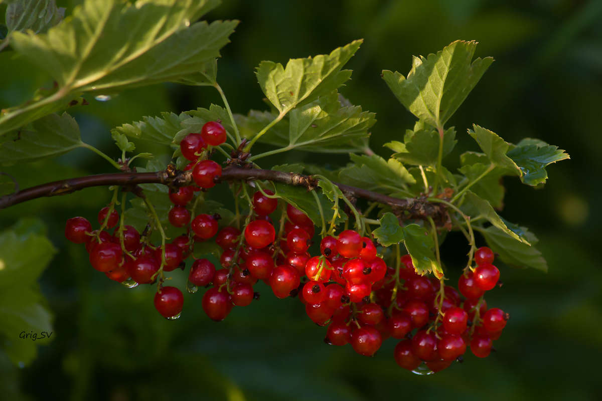 „Odvtedy, čo túto rastlinu pestujem na jeseň, už nemíňam peniaze na jarné občerstvenie: zasadte ju hneď teraz!“