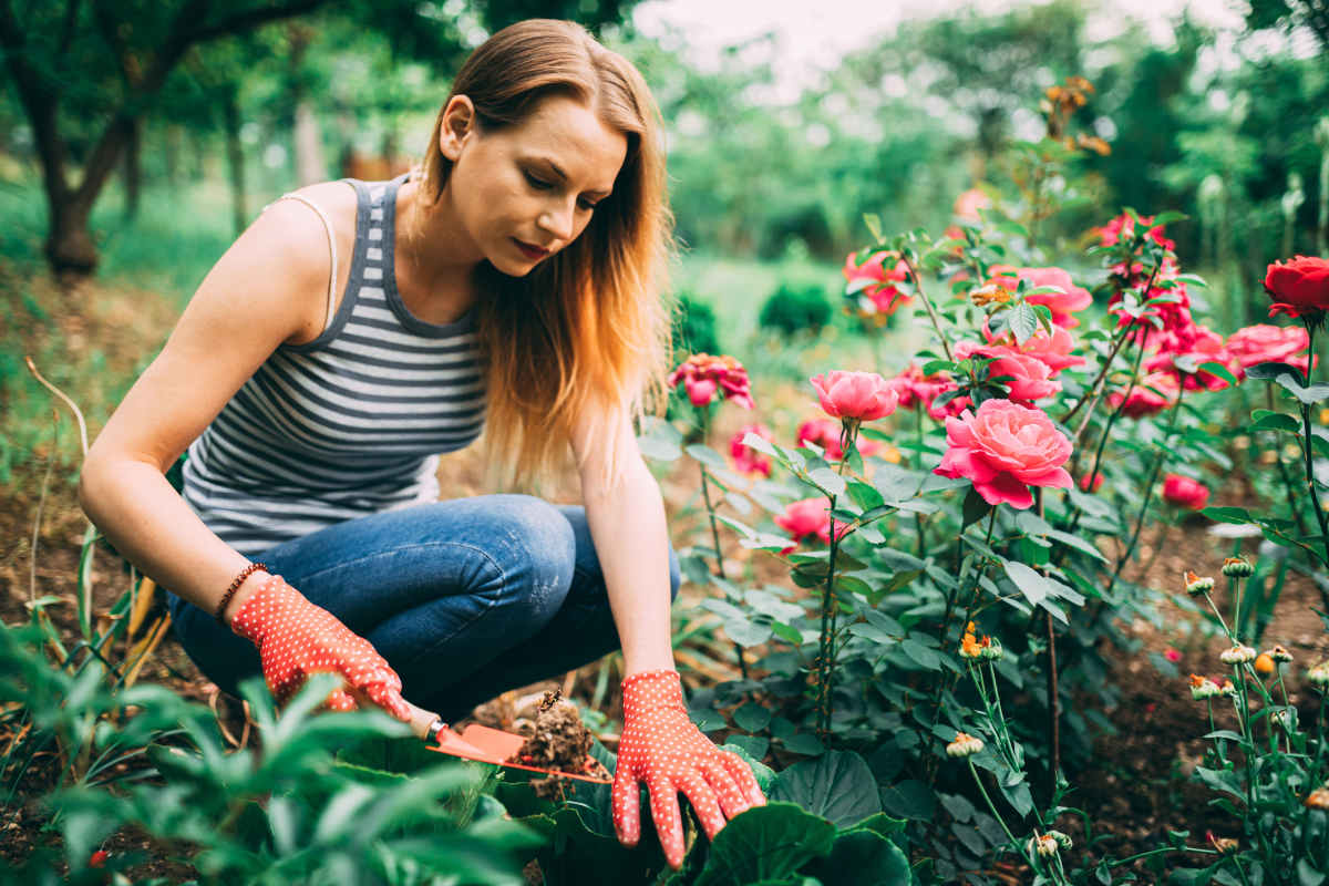 Prečo záhradníci v minulosti zakopávali hrdzavý klinec na úpätí ružových kríkov