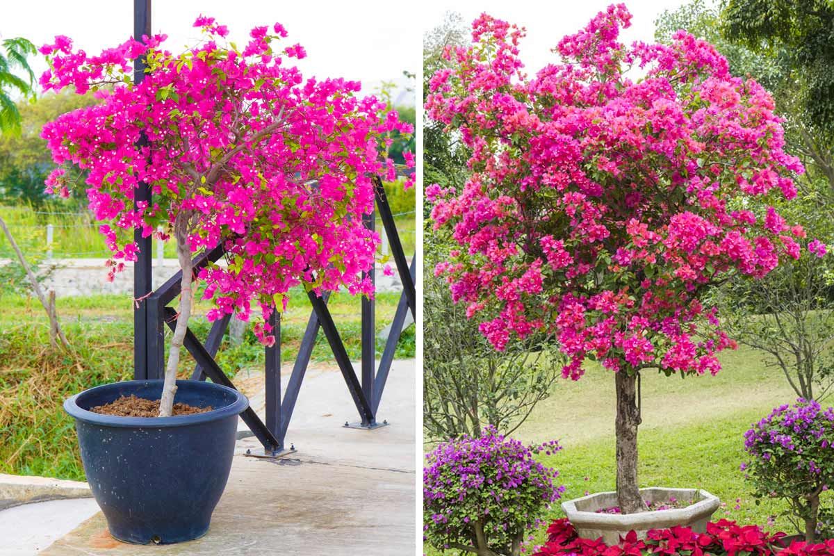 Ideálny strom na oživenie farieb v minizáhrade alebo na balkóne