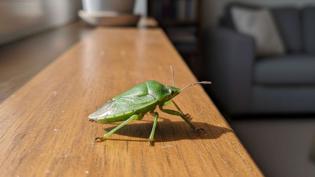 Smradľavé ploštice v byte – varovný signál pre všetkých