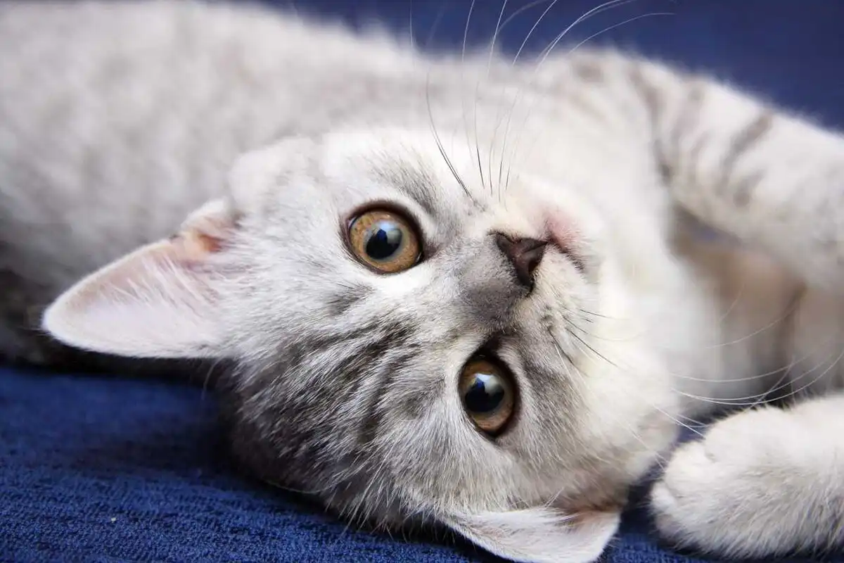 Ako nás vidia a počujú mačky: simulácia, ktorá všetkých nechá bez slov