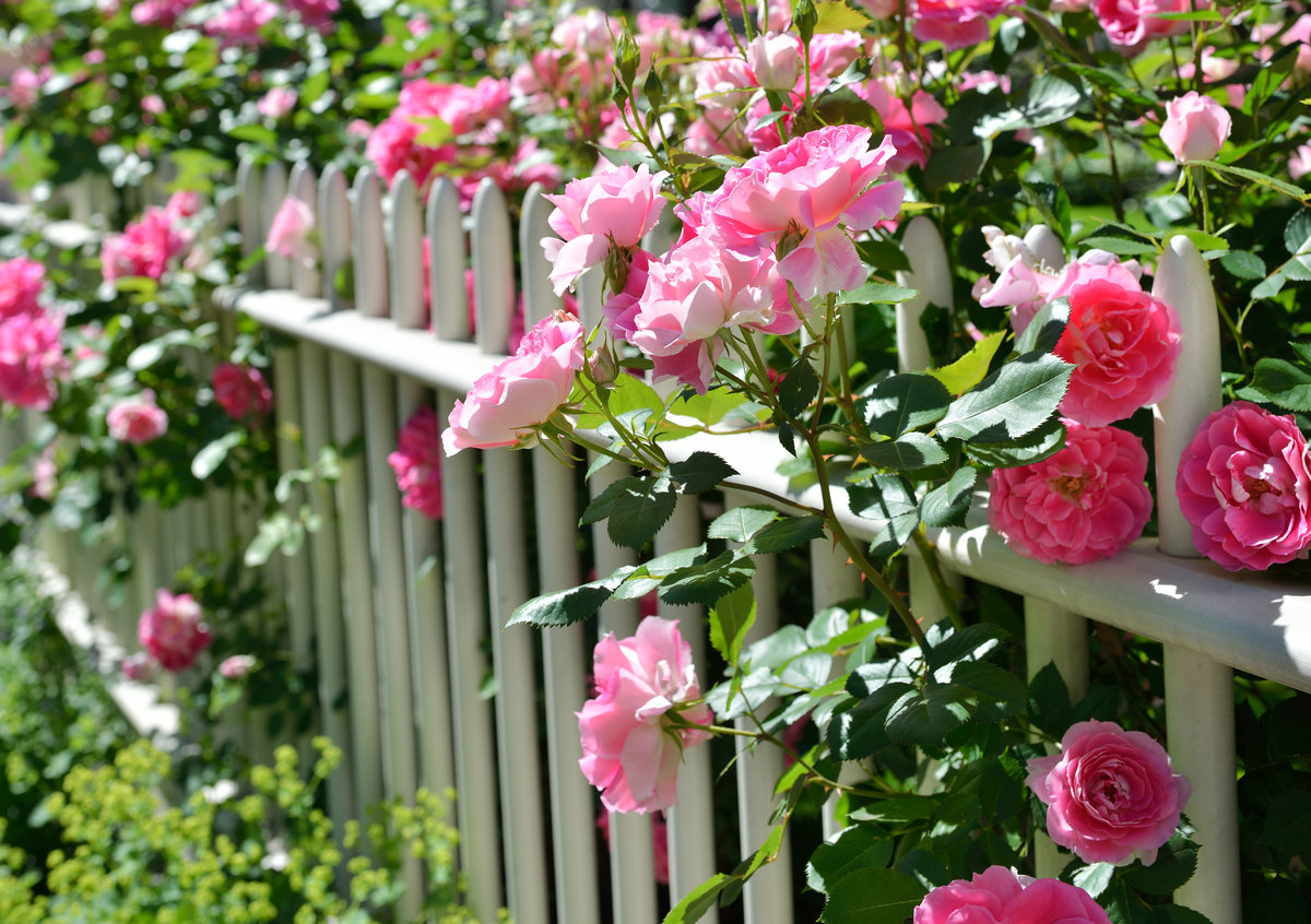 Rastliny, ktoré by sa nemali strihať na jeseň