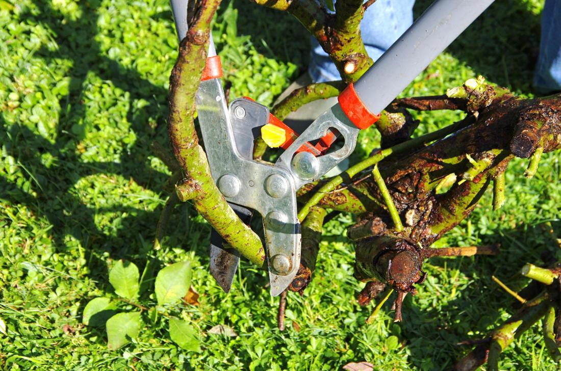 Záhradné práce na jeseň: päť rastlín, ktoré bez strihania často neprežijú zimu