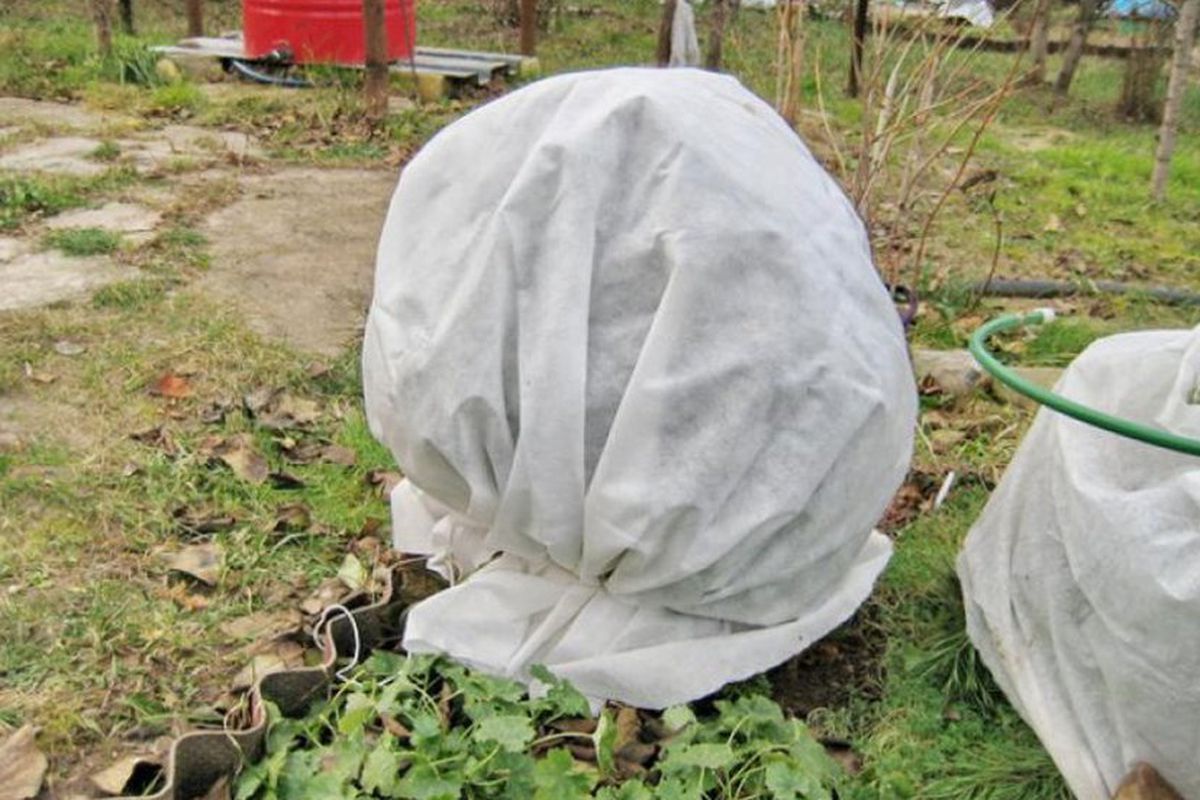 Máte čas len do polovice novembra. Inak stratíte hortenzie