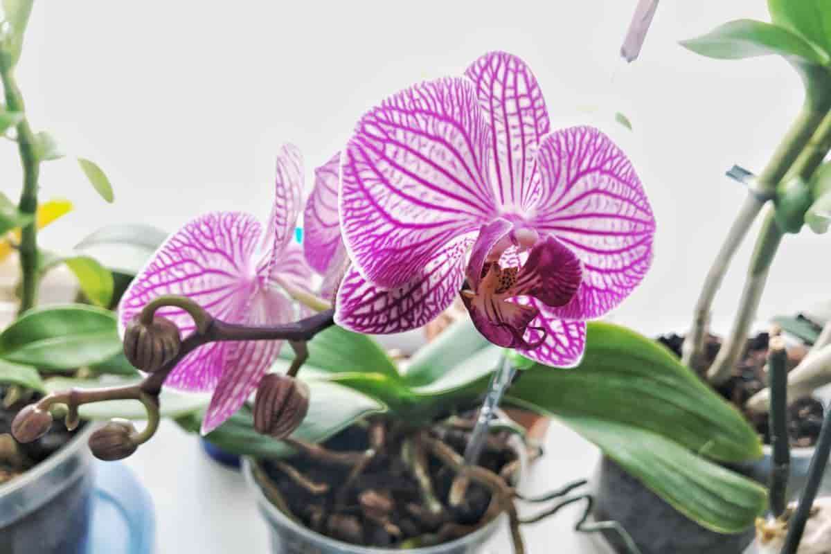 Nikto to nerobí, okrem nadšencov: presný postup, ktorý vašim orchideám daruje druhé kvitnutie pred zimou