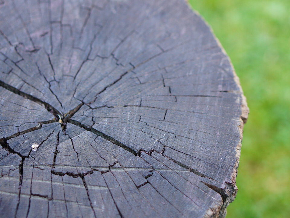 Vyvŕtajte, zasypte a počkajte – pň z vyrezaného stromu zmizne sám od seba