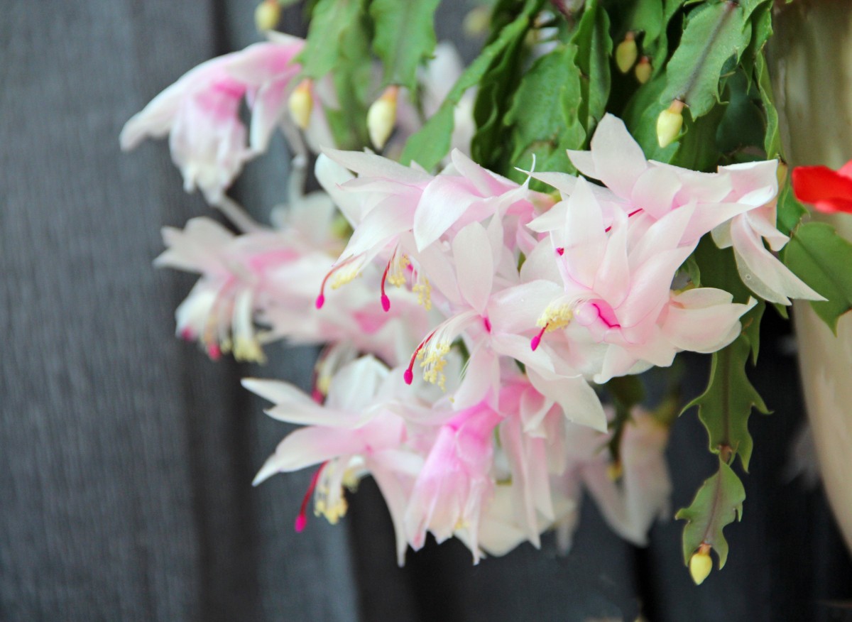 Grudnik môže žiť až 100 rokov, ale s malou pomocou. Bude kvitnúť bujne a pravidelne