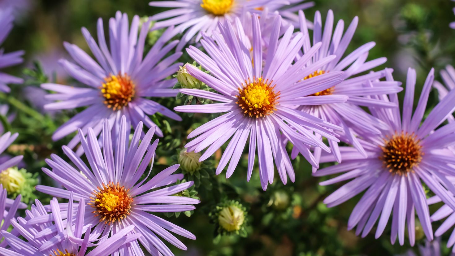 8 kvetín, ktoré môžete vysadiť v novembri, aby ste si v zime a na jar mohli vychutnať ich žiarivé farby