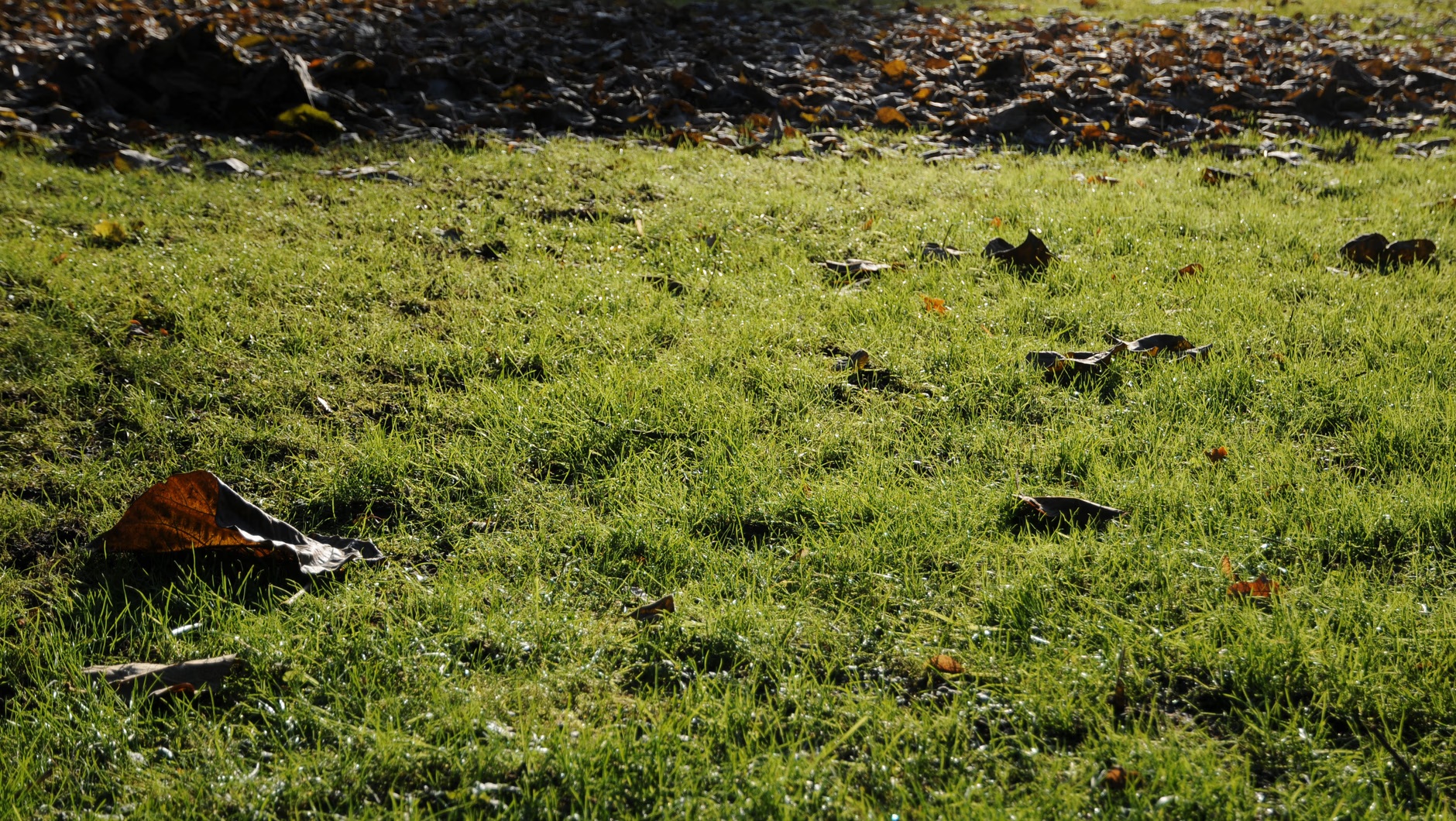 To je najhoršie, čo môžete urobiť s trávnikom na jeseň. Odborníci varujú