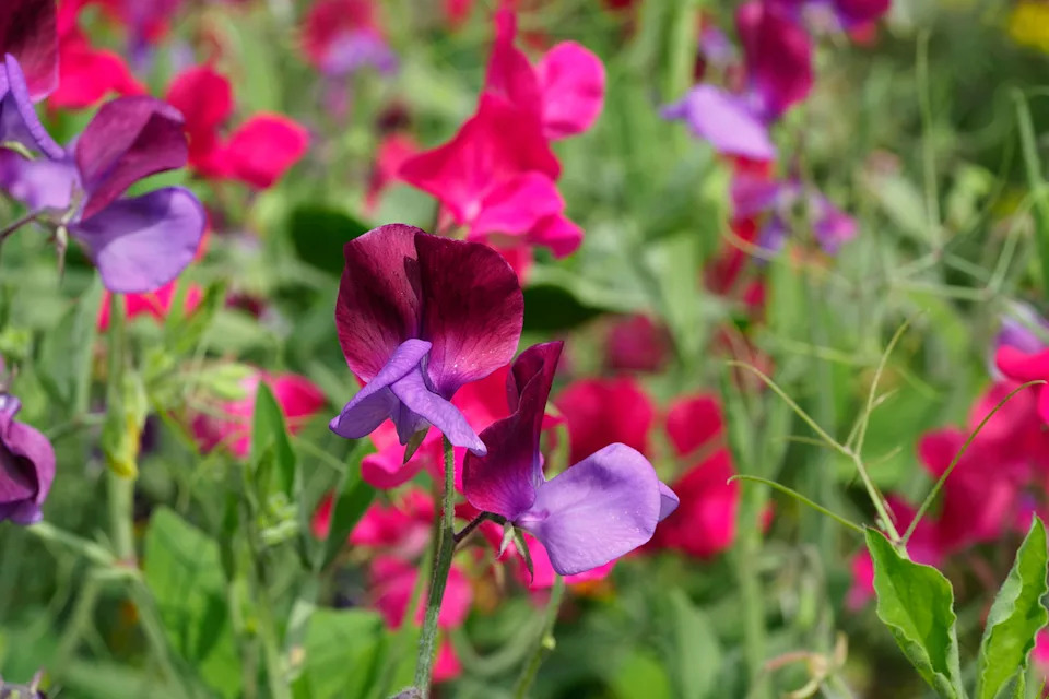 8 kvetín, ktoré môžete vysadiť v novembri, aby ste si v zime a na jar mohli vychutnať ich žiarivé farby