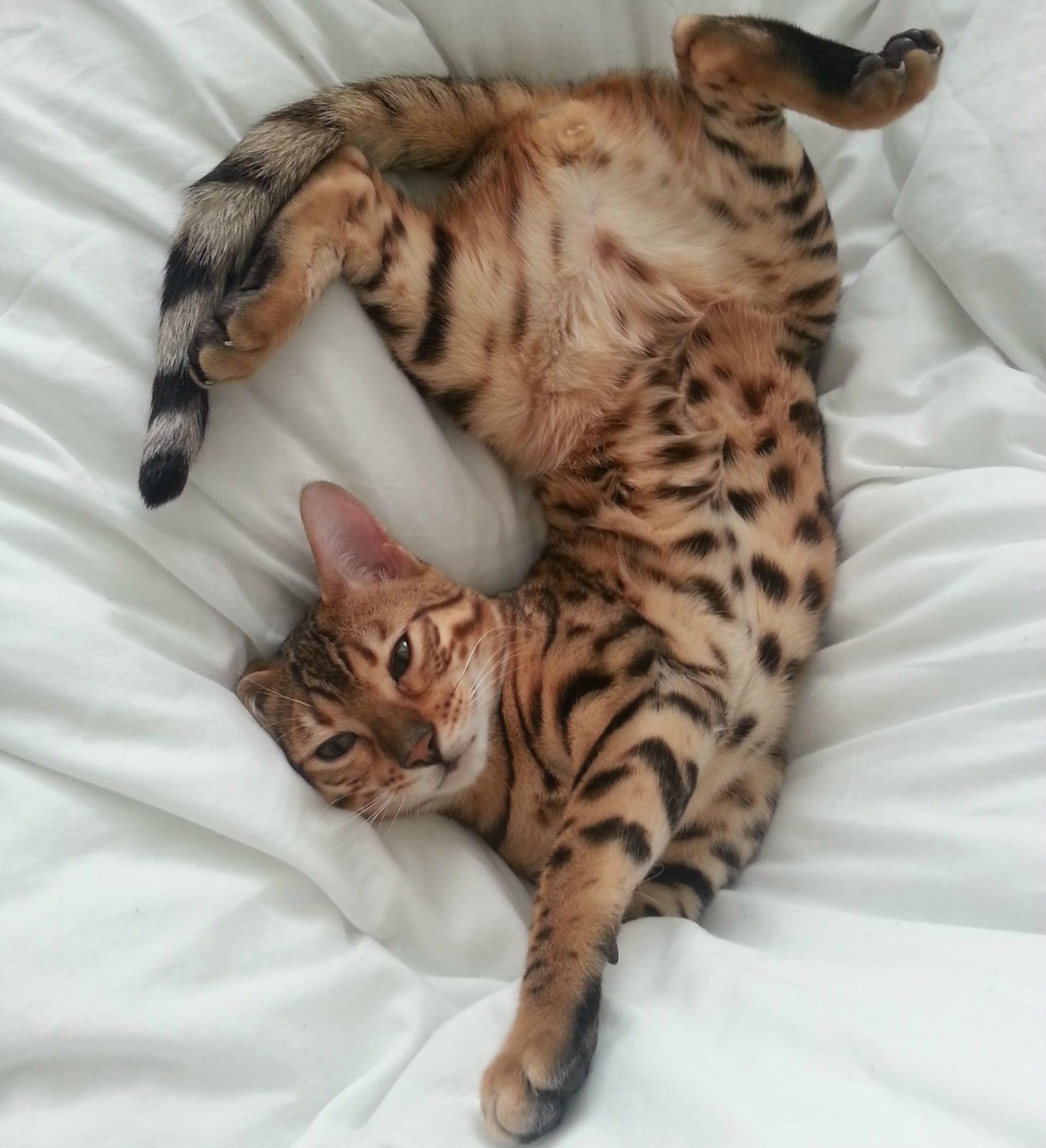 Dôvera, hra, provokácia: čo vlastne znamená, keď sa vaša mačka prevráti na chrbát