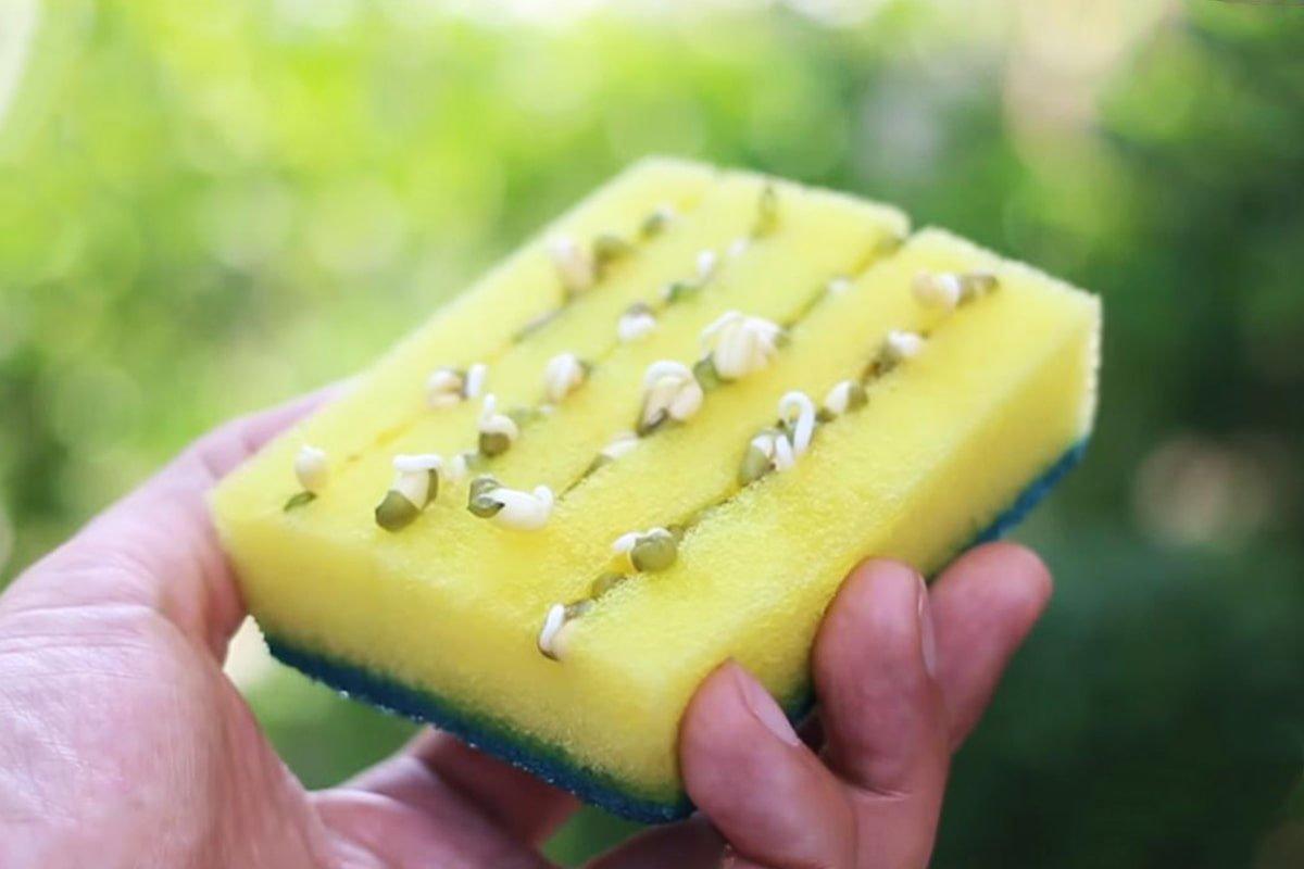 Ako vypestovať potus pomocou kuchynskej špongie: jednoduchý trik na ozdobenie vášho domova