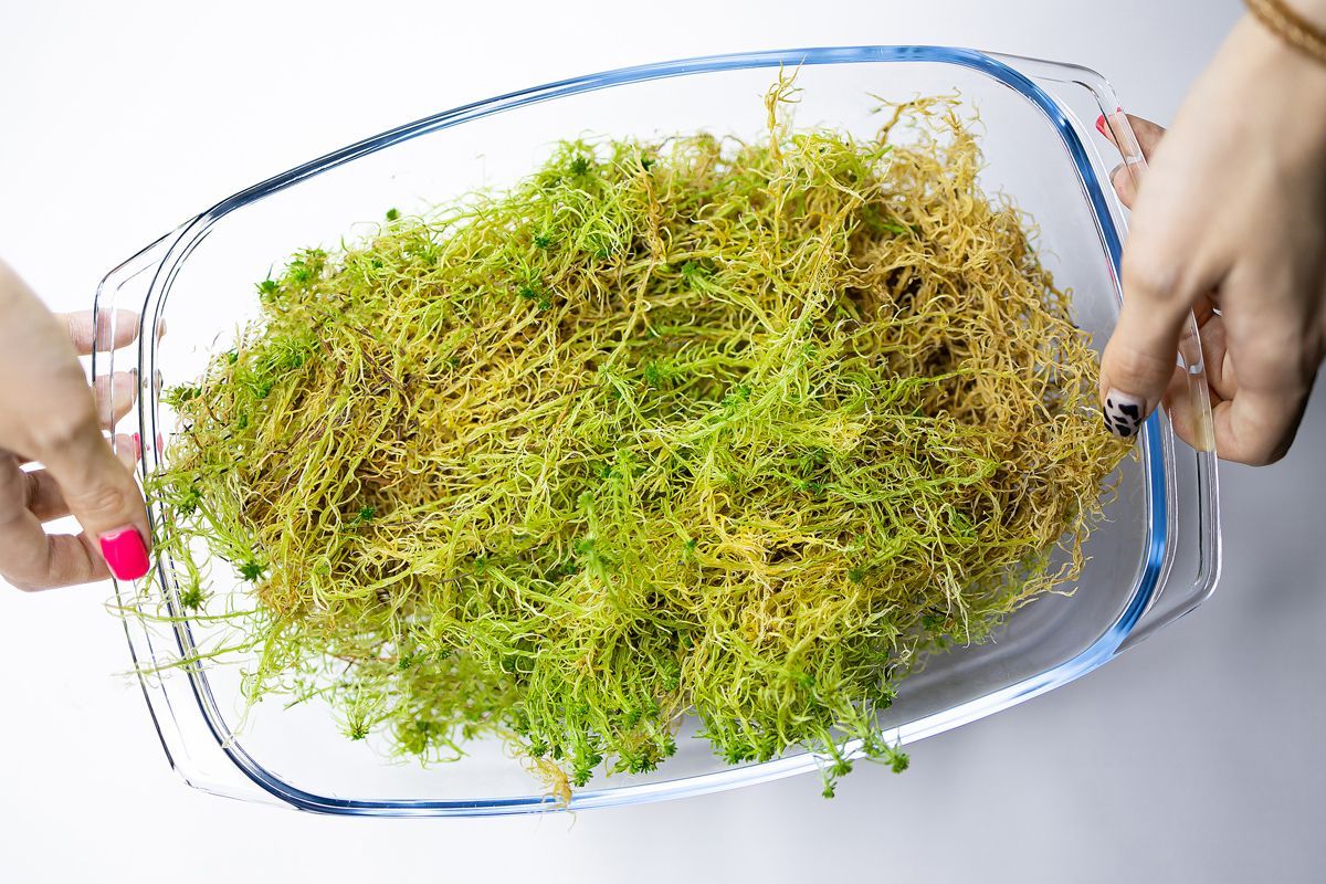 Sphagnum: čo to je, na čo slúži a ako predĺžiť jeho životnosť