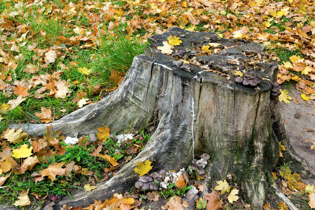 Inteligentný spôsob odstránenia pňa. Bez námahy, bagrov a dodatočných nákladov