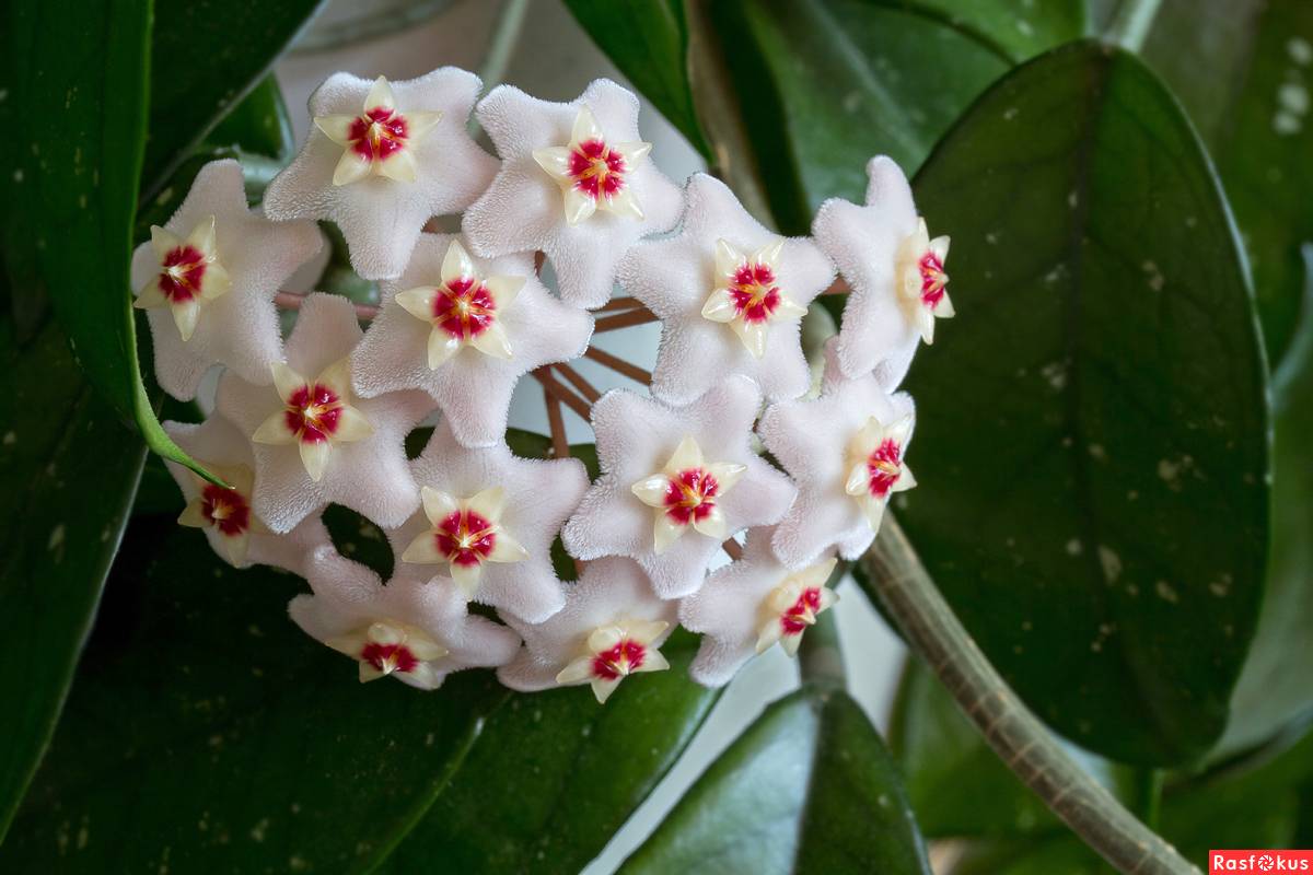 Rastlina, ktorá naplní váš domov vôňou a je veľmi ľahko udržiavateľná