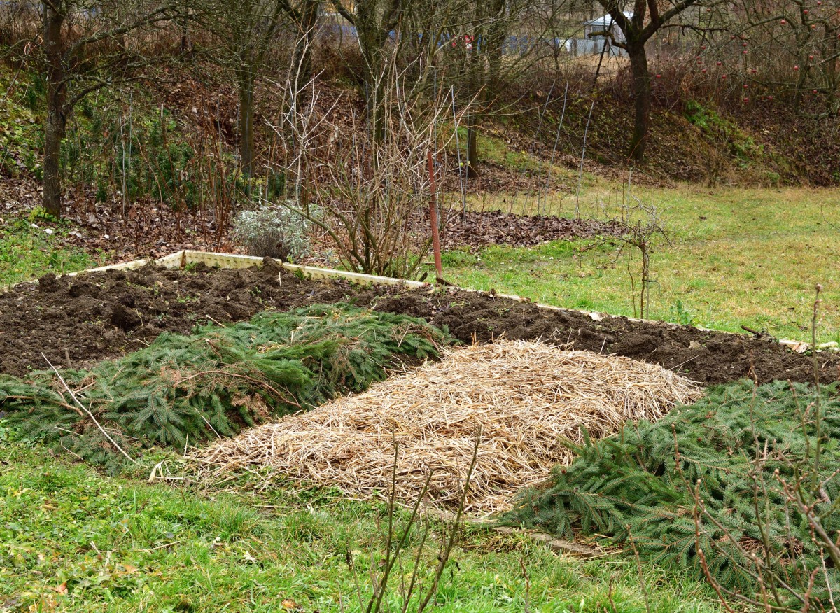 6 najlepších materiálov na mulčovanie na jeseň. Bezplatné a dostupné pre všetkých