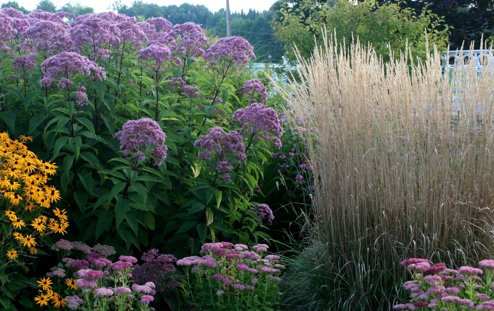 Vyrastie a bude vyzerať ako obrovská stena. Záhrada sa sfarbí do fialova