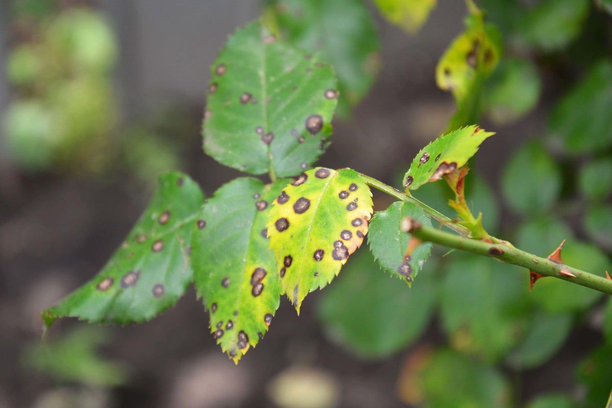 Prvý krok je potrebné urobiť v novembri: vaše ruže už nebudú mať čierne škvrny a budú lepšie rásť v nasledujúcom roku