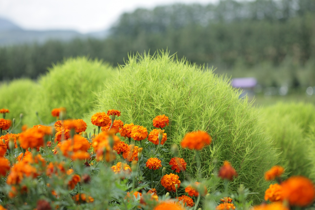Táto rastlina je krajšia ako vres a astry. Tvorí dokonalú guľu