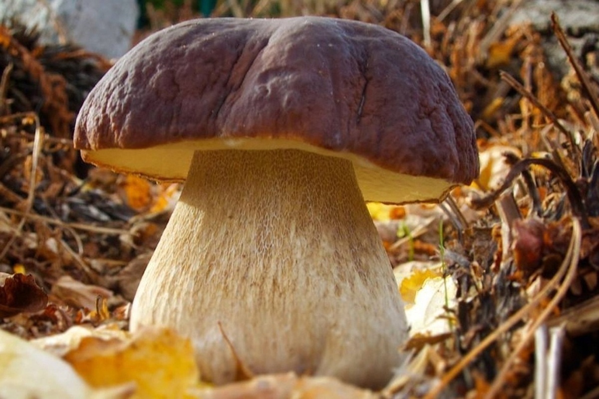 Huby: aký je rozdiel medzi bielou hubou a borovicou?