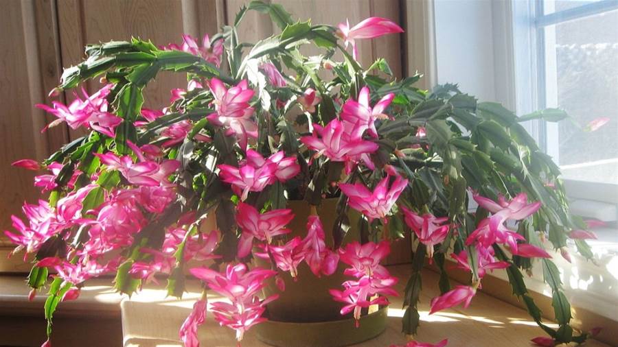 Naplňte túto rastlinu životom a ona vám daruje celé more kvetov