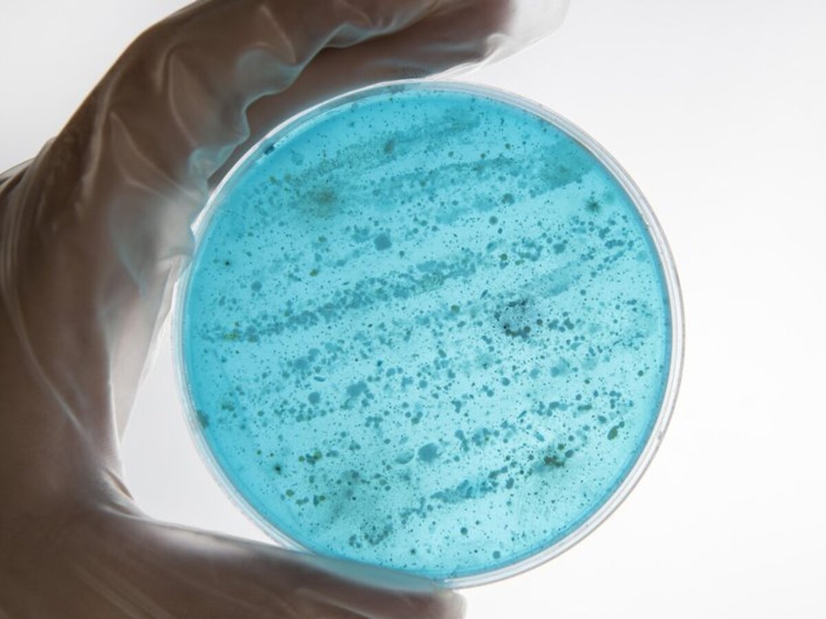 Staroveké mikroorganizmy, zmrazené počas 40 000 rokov, ožívajú, reorganizujú sa a začínajú pohlcovať uhlík