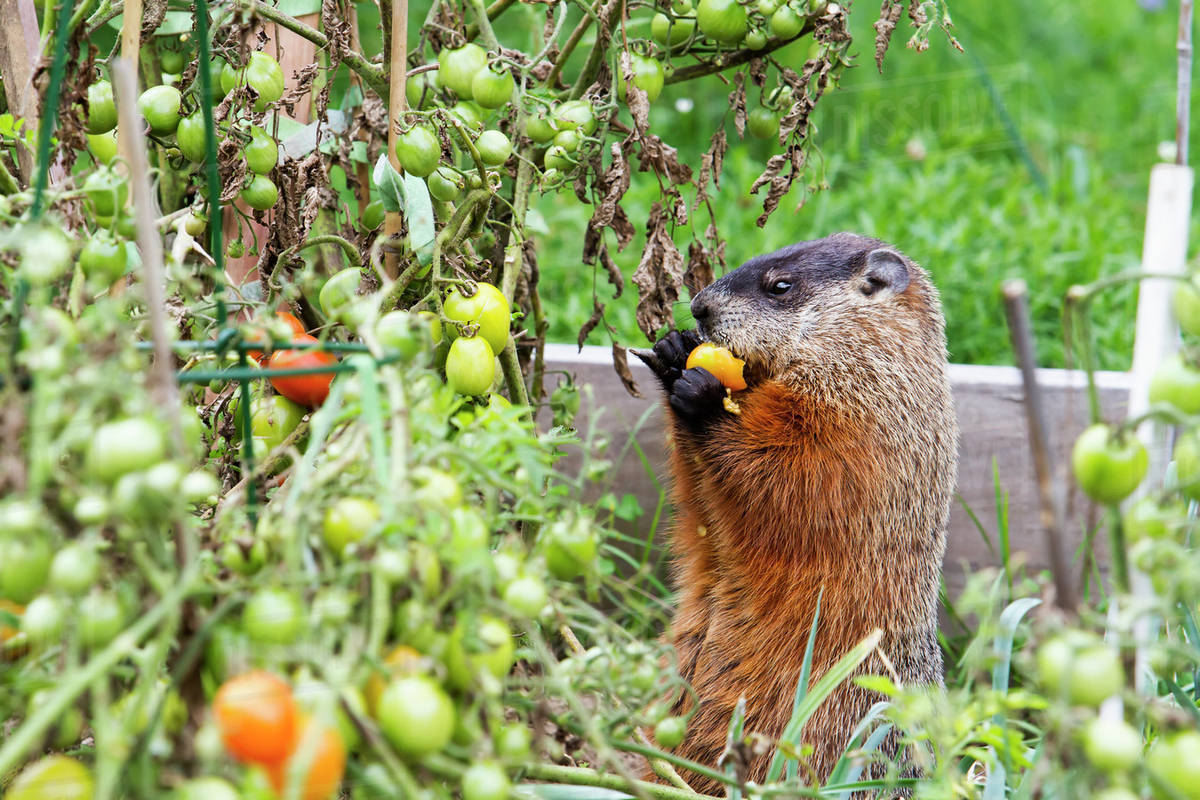 Svišť alebo lesný svišť: ako identifikovať a zbaviť sa tohto škodcu v záhrade pomocou účinných ekologických prostriedkov?