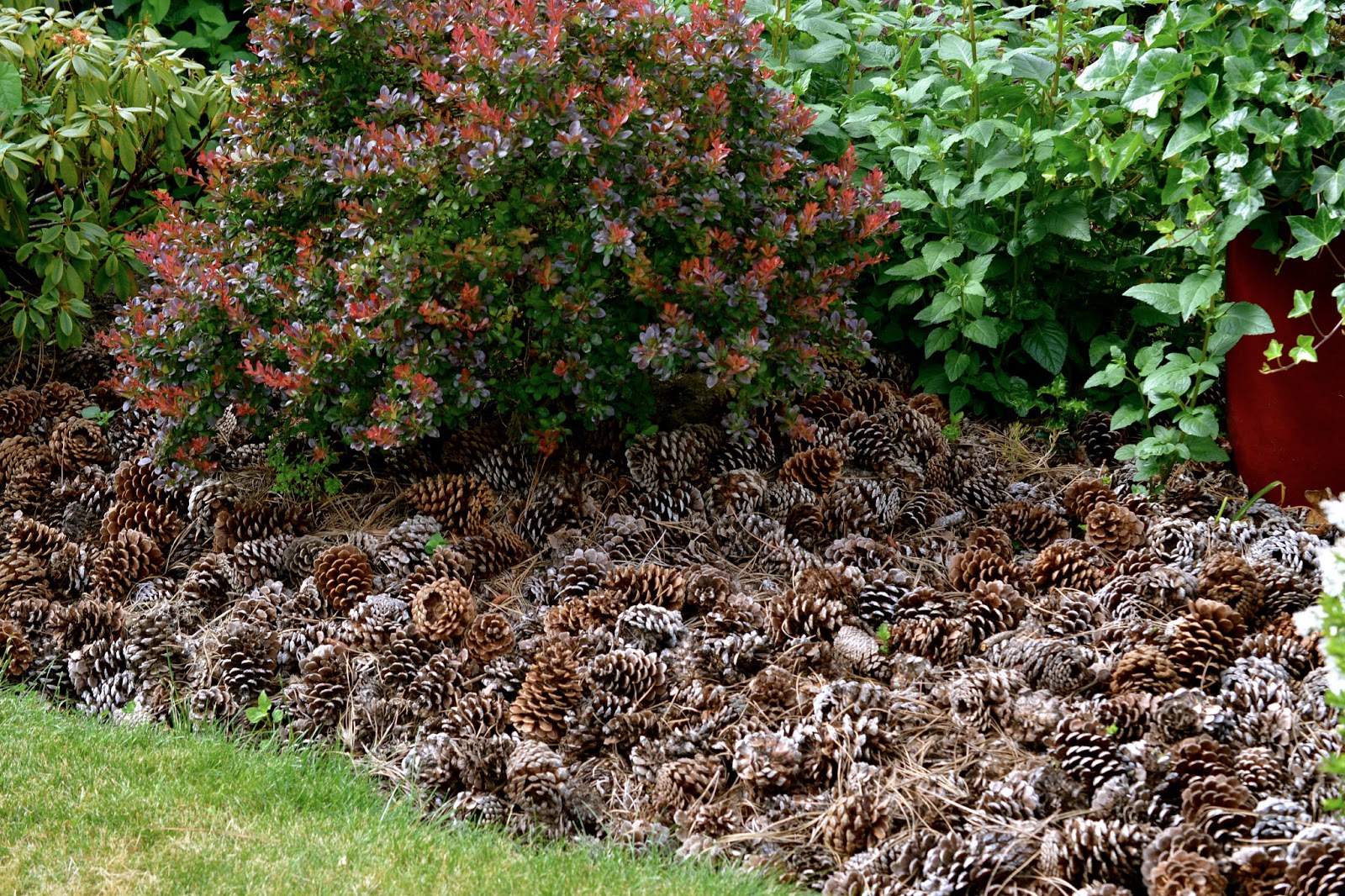 Zozbierajte ju z chodníka a rozhoďte po záhrade. Táto mulčovacia vrstva pomôže vašim rastlinám vypučať viac výhonkov na jar