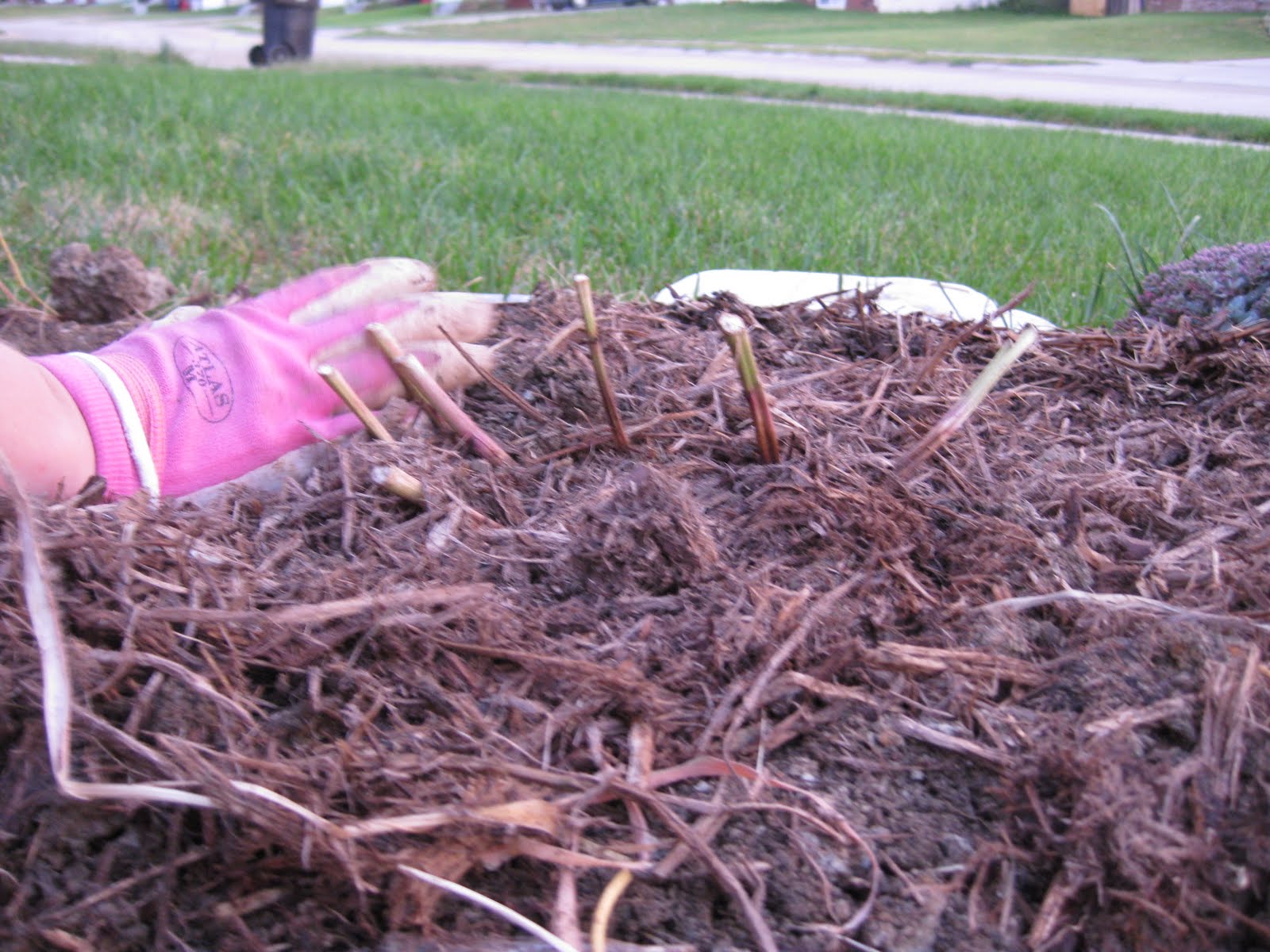 Ako sa starať o pivonky na jeseň: 4 úlohy, ktoré je potrebné splniť pred zimou