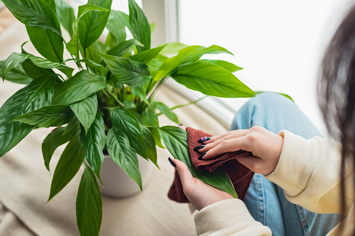 Vďaka týmto inteligentným rastlinám sa môžete rozlúčiť s vlhkým vzduchom v dome počas celej zimy (a nikto nemyslí na č. 3)