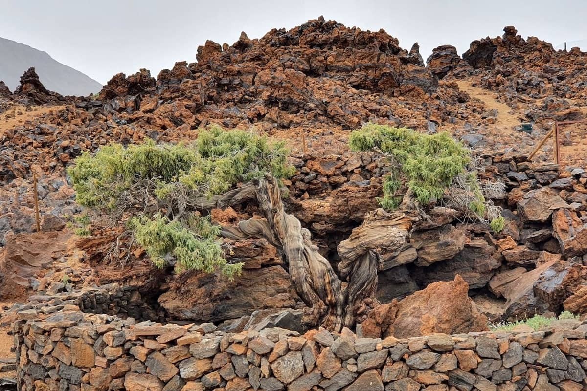 Nový objav prekonáva to, čo bolo považované za najstaršie strom v Európe