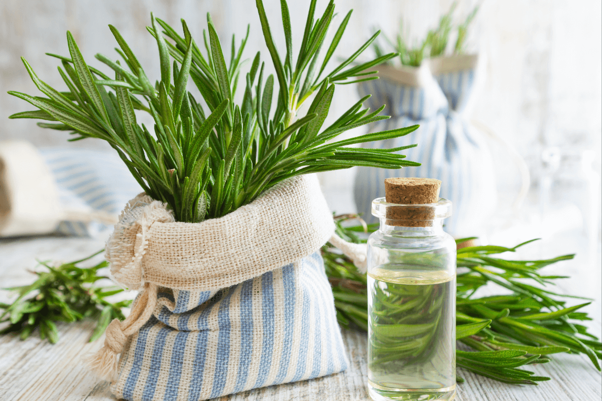 Kde umiestniť rozmarín, aby prilákal bohatstvo do vášho domu podľa feng šuej
