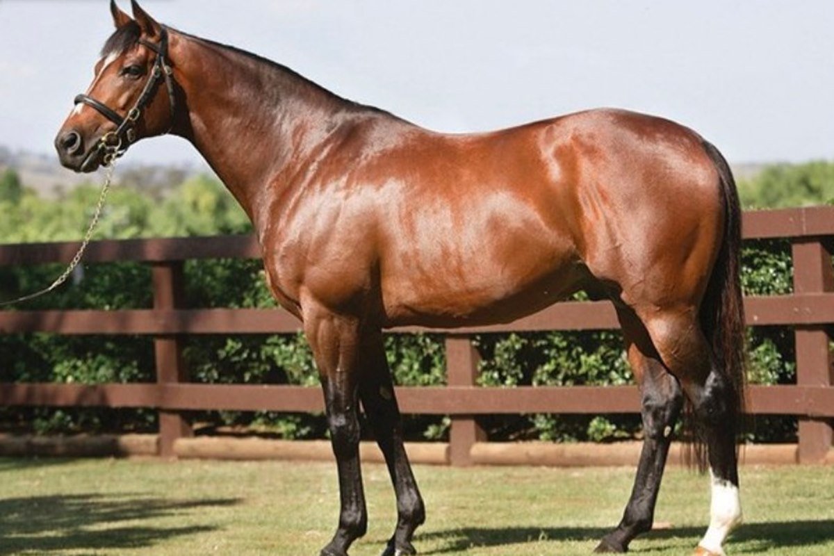 Vedci vyriešili 4000 rokov starú záhadu o koňoch