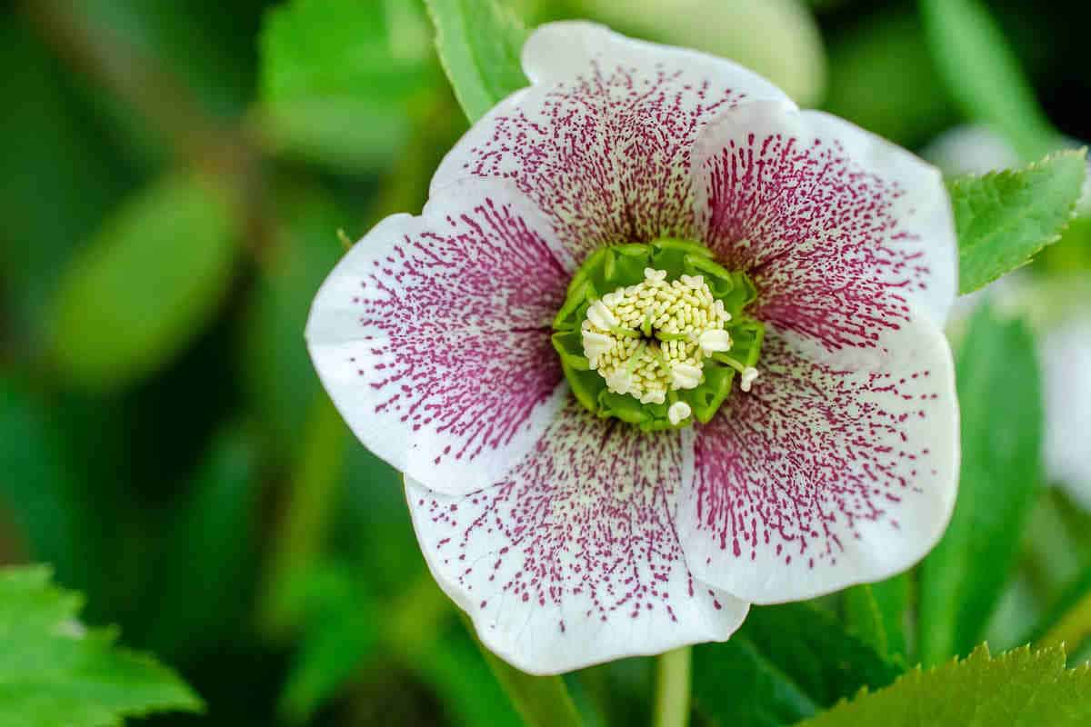 Zimná ruža na balkóne a v záhrade. V chlade kvitne najkrajším spôsobom
