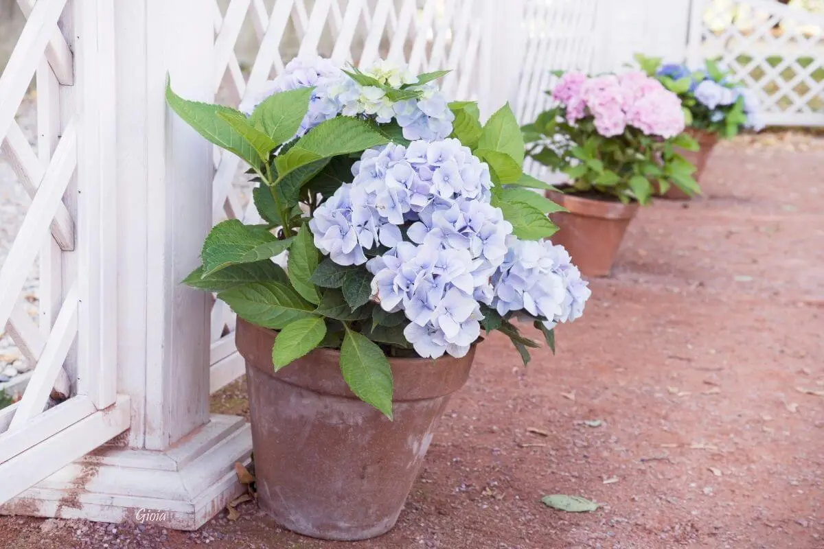 Rozlúčka s hortenziami: prečo skúsení záhradníci odporúčajú ich už nesadiť