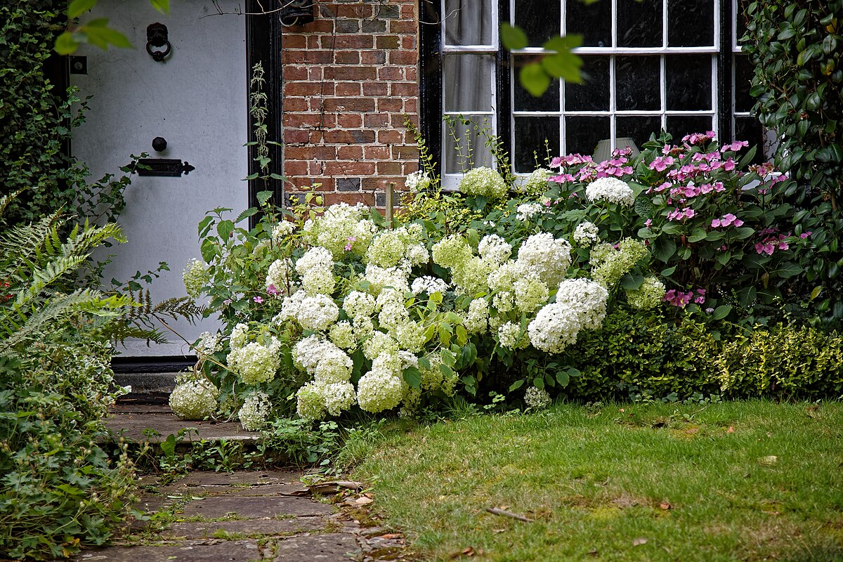 Rozlúčka s hortenziami: prečo skúsení záhradníci odporúčajú ich už nesadiť