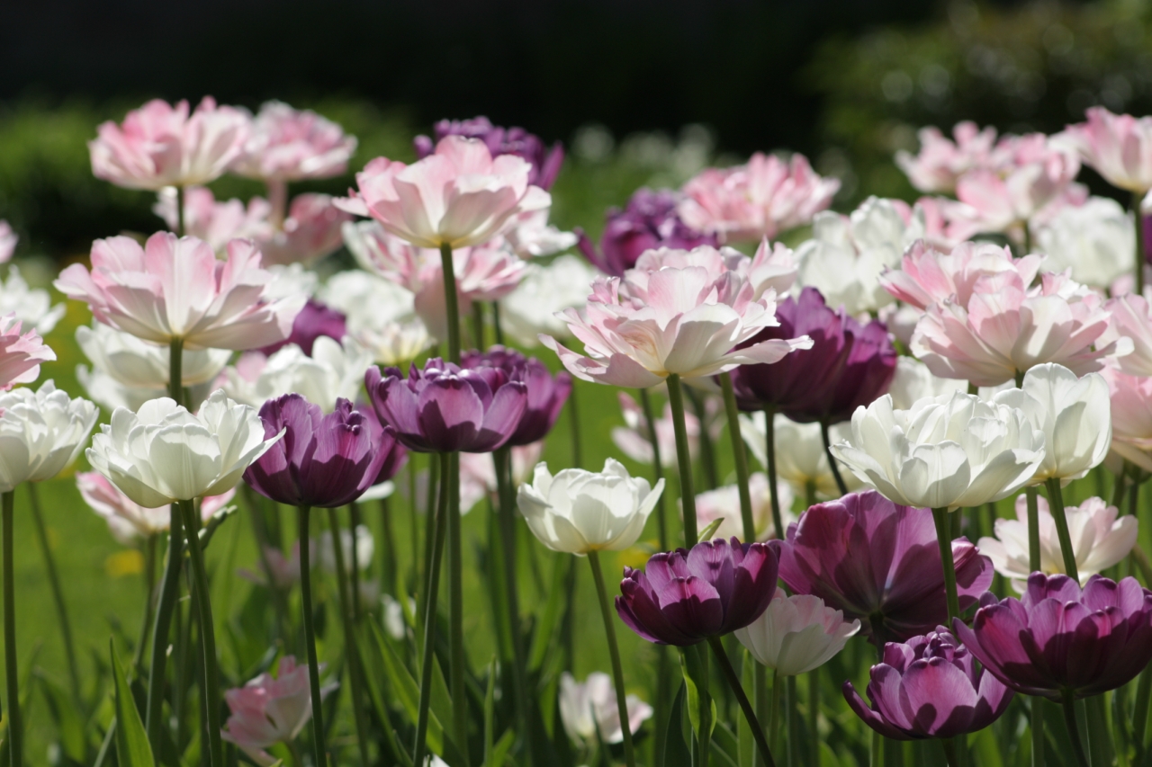 8 kvetín, ktoré môžete vysadiť v novembri, aby ste si v zime a na jar mohli vychutnať ich žiarivé farby